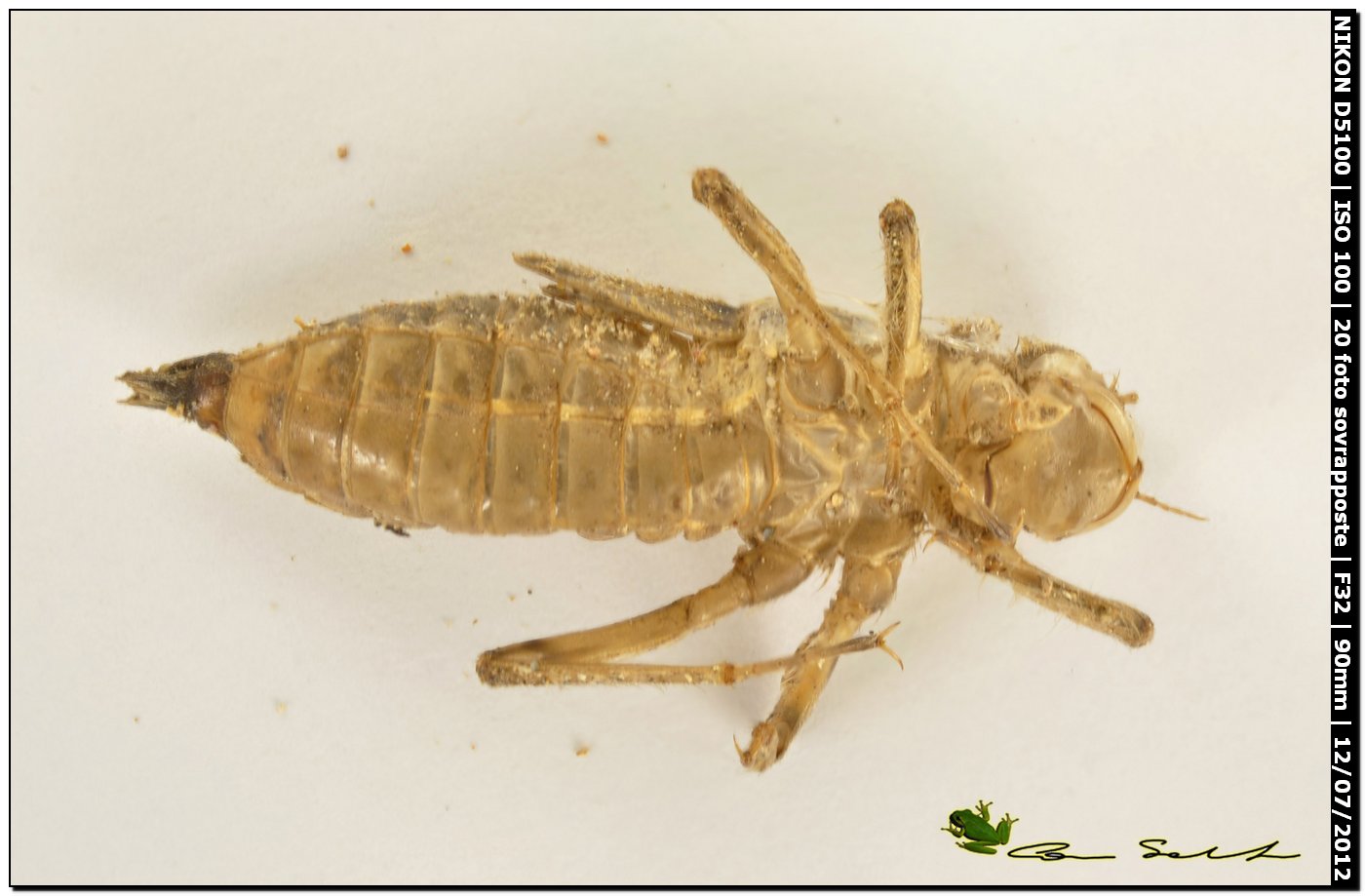 Exuvia da id. 2